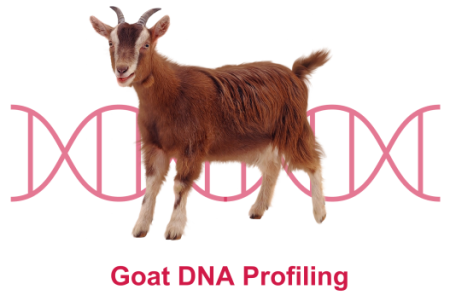 Goat DNA Profiling